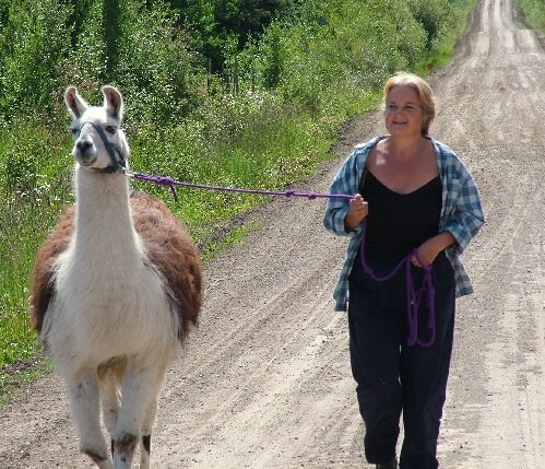 TB&Lynne500 racing llama, head of the herd, llama