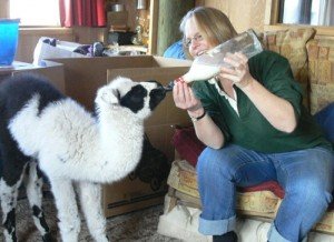 feeding baby llama bottle feeding
