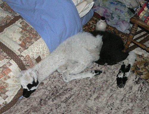 slee ping500 baby llama sleeping, llama in the house