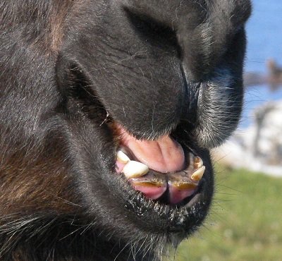 llamatongue llama tongue, llama loses teeth