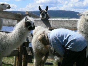 shearing Shearing