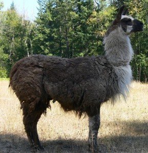 havenmatted matted llama coat, matted wool, llama wool matted, llama rescue