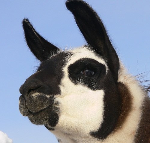 Factlet – Llamas Have Prehensile Lips